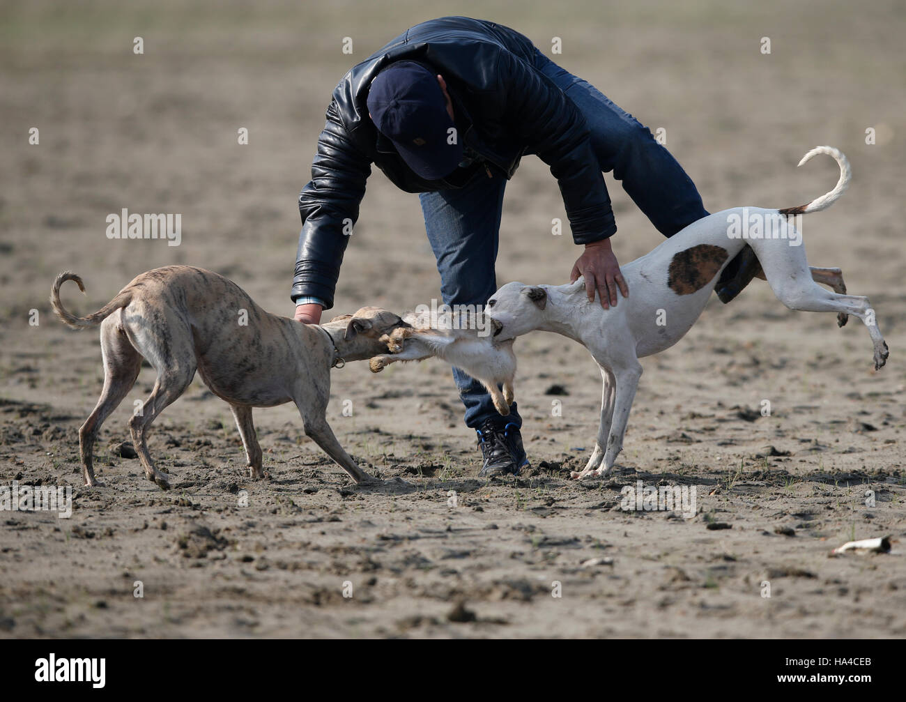 Incesante Hija Tipo delantero Perros cazando conejos fotografías e imágenes de alta resolución - Alamy