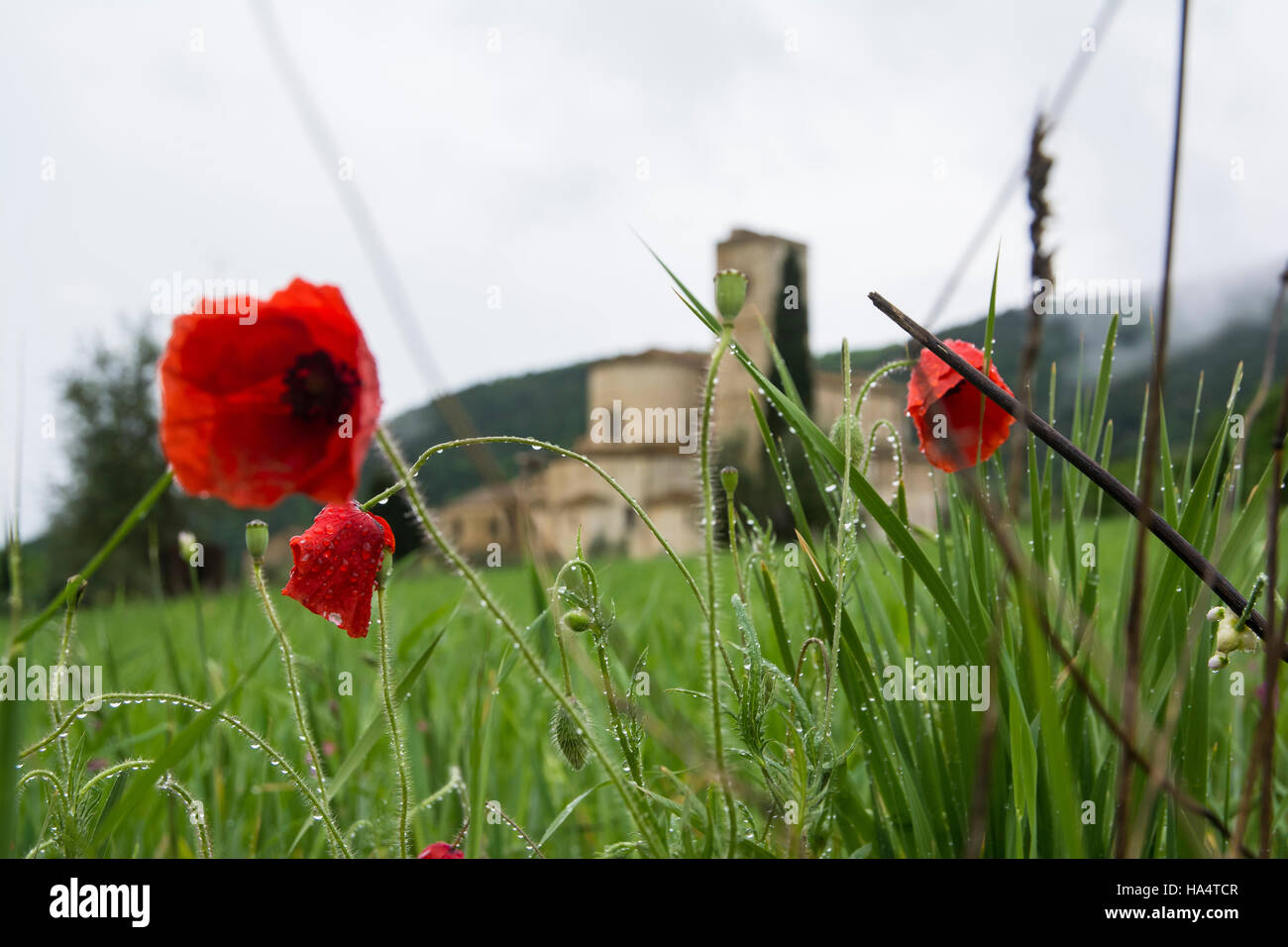 Pienza,Italy-April 24,2016:vista de la famosa iglesia de San Antimo en la campaña toscana durante un día nublado. Foto de stock