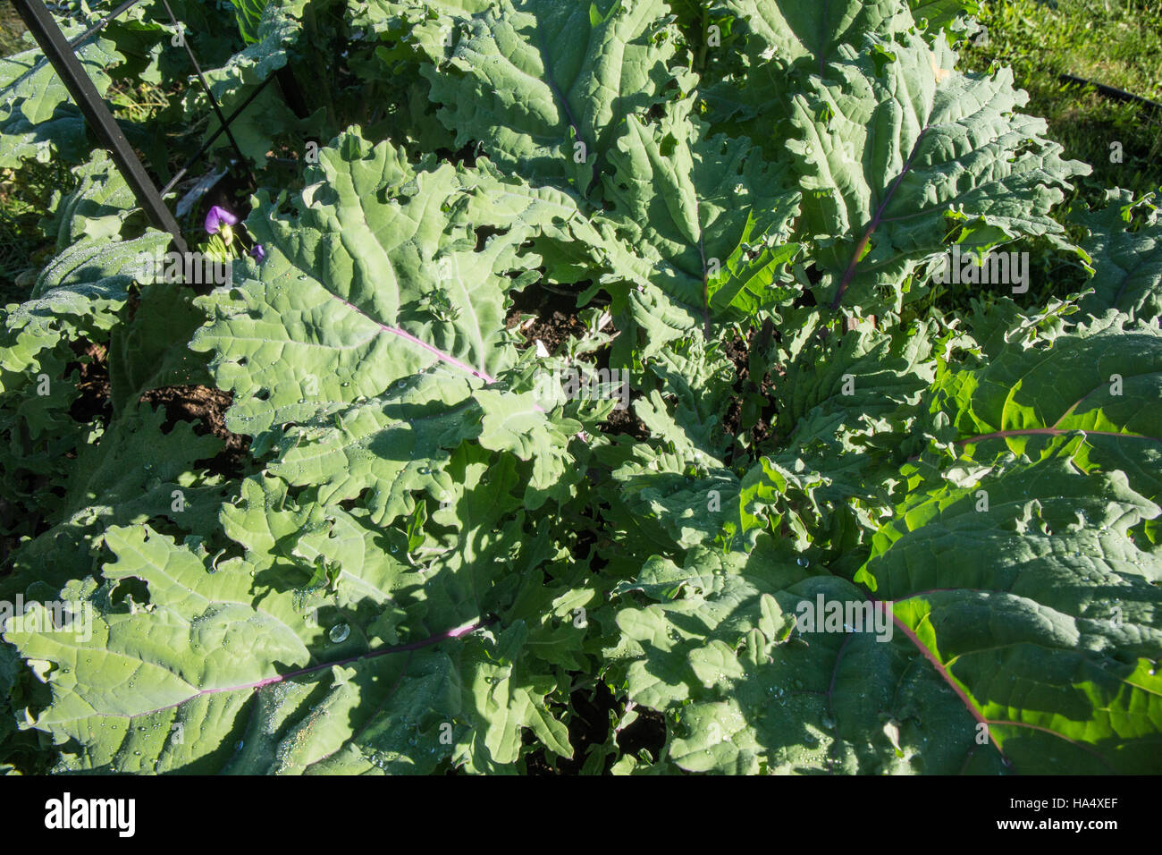 Red Russian Kale plantas con el rocío de la mañana sobre ellos en Maple Valley, Washington, EE.UU. Foto de stock