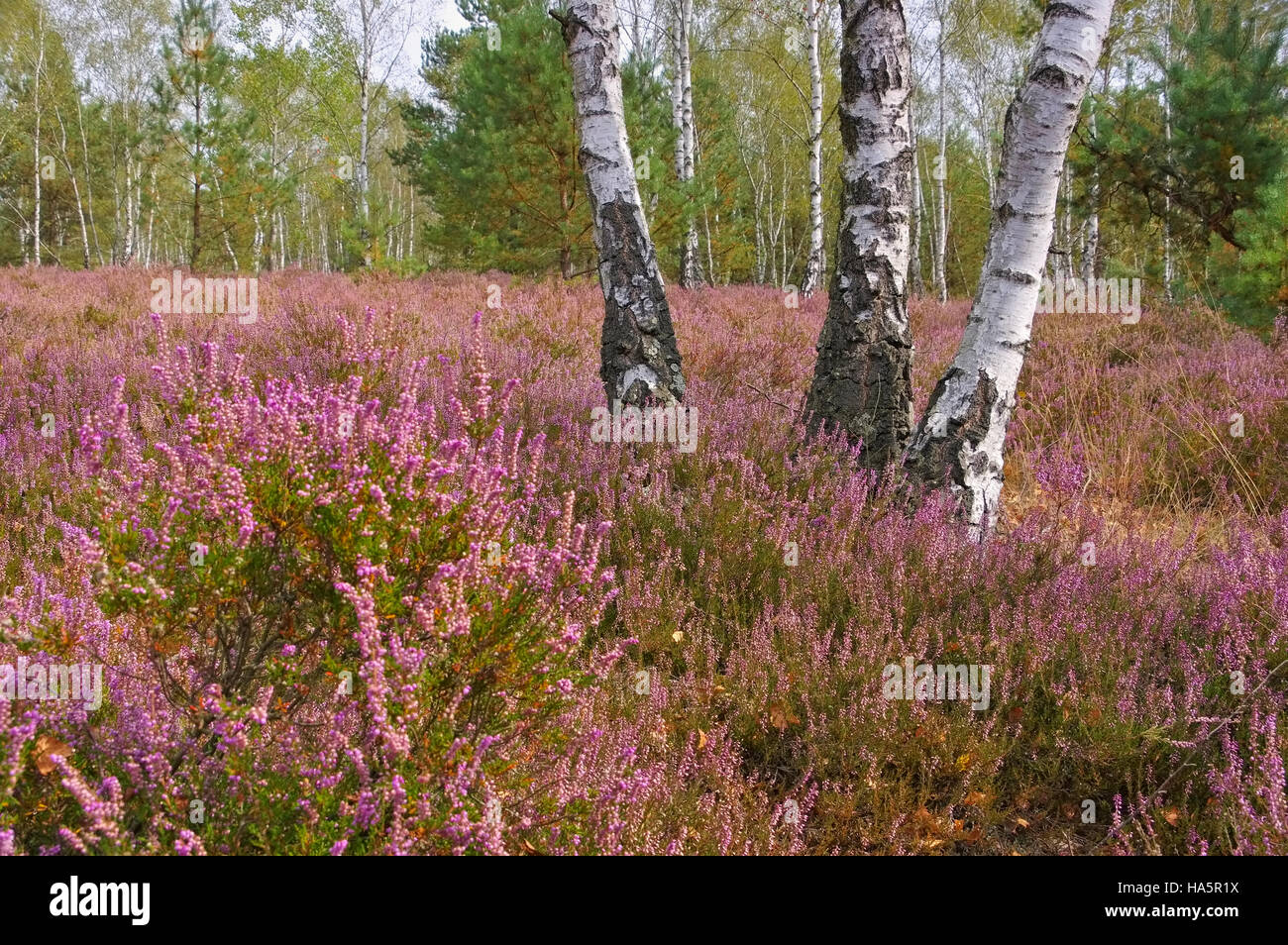 Im - Spätsommer blühende Heidelandschaft Heath paisaje con flores, BREZO calluna vulgaris Foto de stock