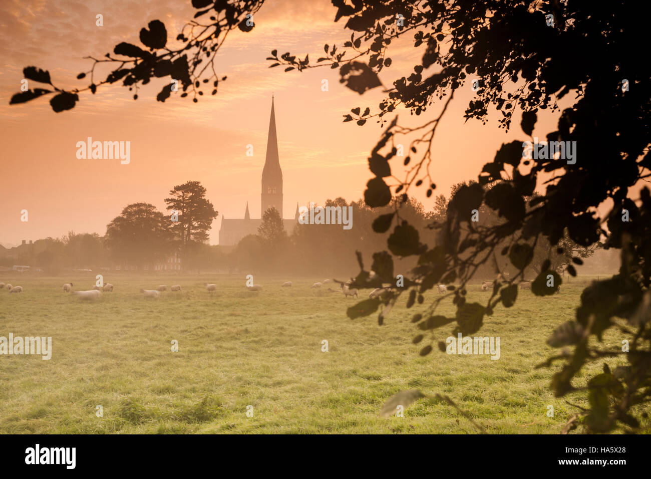 La catedral de Salisbury al amanecer. Foto de stock