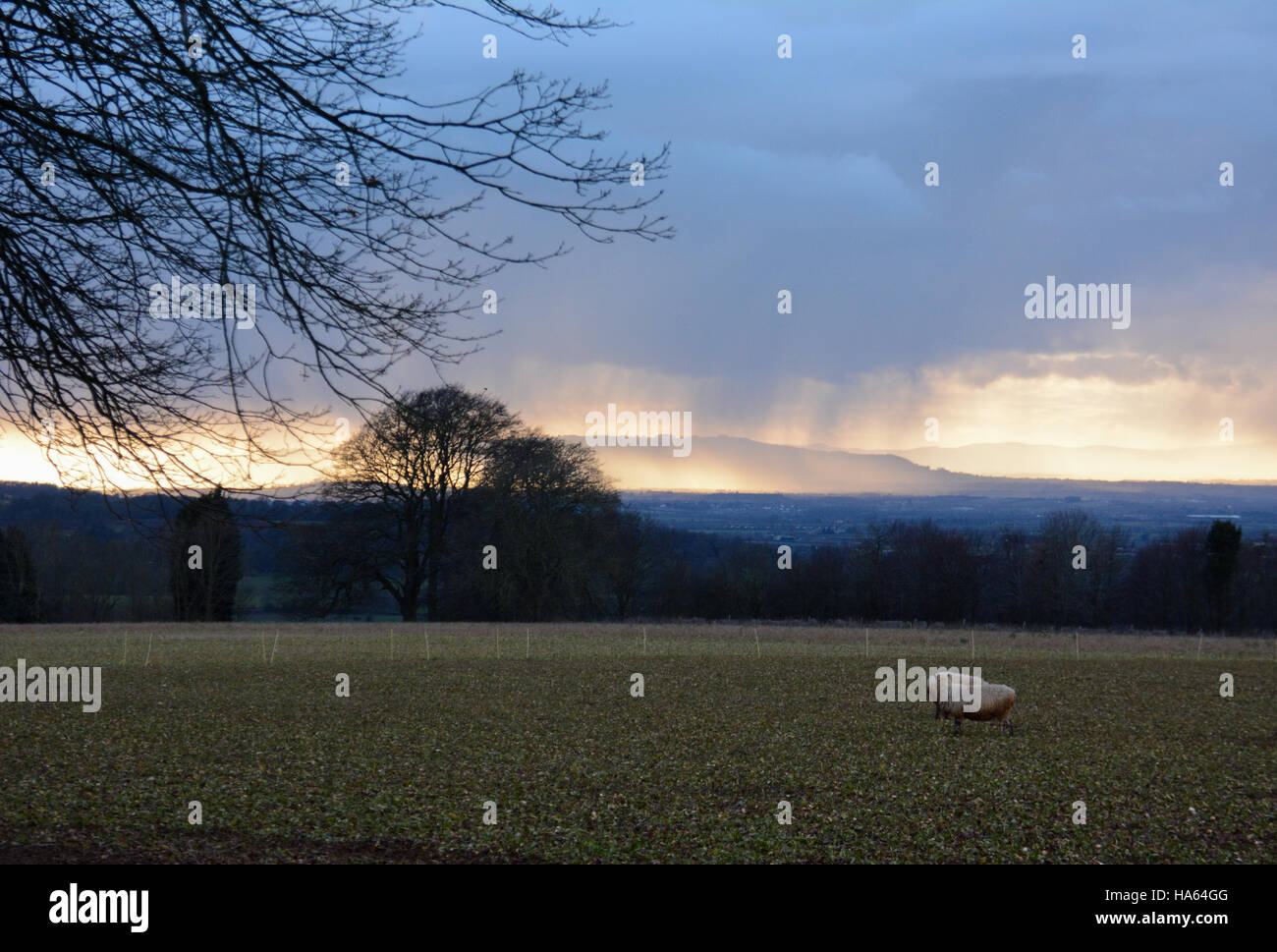 Una escena invernal a través de los campos hacia las colinas distantes como lluvia cayendo sobre el valle de Evesham jefes de Broadway y el pastoreo de ovejas Foto de stock