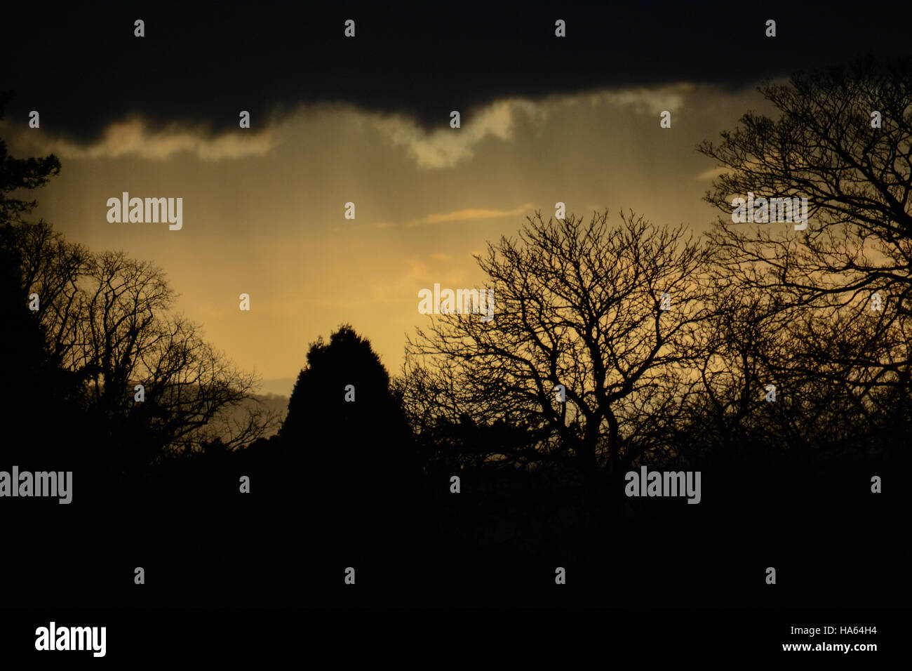 Cielo Sepia y siluetas de árboles invernales con las oscuras nubes como una tapa de cierre Foto de stock
