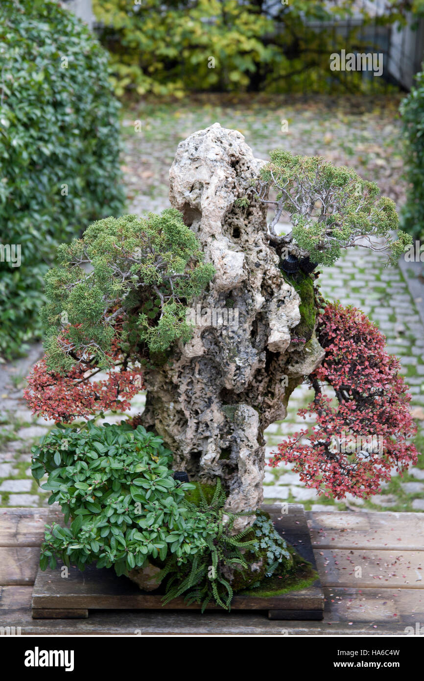 Bonsai en el Jardín Botánico, Madrid, España Foto de stock