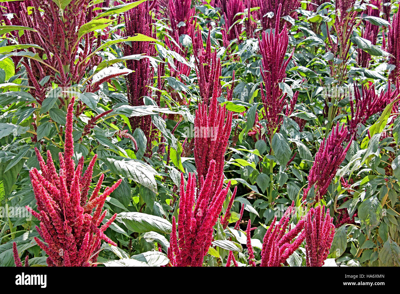 Verde india amaranto plantas con flores rojas en el campo. El amaranto se cultiva como verduras, cereales y plantas ornamentales. Género Amaranthus. Foto de stock