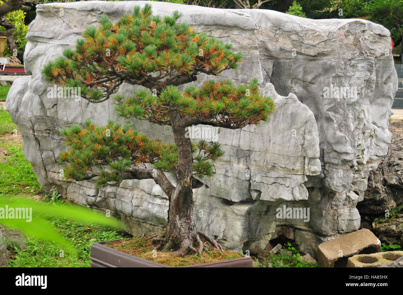 The bonsai garden, cerca de la cascada del árbol de fruta amarilla es un  tranquilo lugar para visitar Fotografía de stock - Alamy