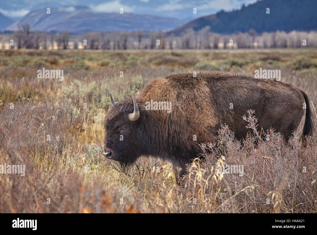 American el bisonte (Bison bison) pastoreo en el parque nacional Grand Teton, Wyoming, Estados Unidos. Foto de stock