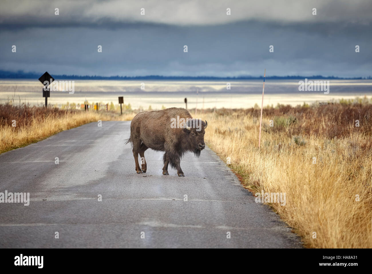 American el bisonte (Bison bison) cruce de carretera en parque nacional Grand Teton, Wyoming, Estados Unidos. Foto de stock