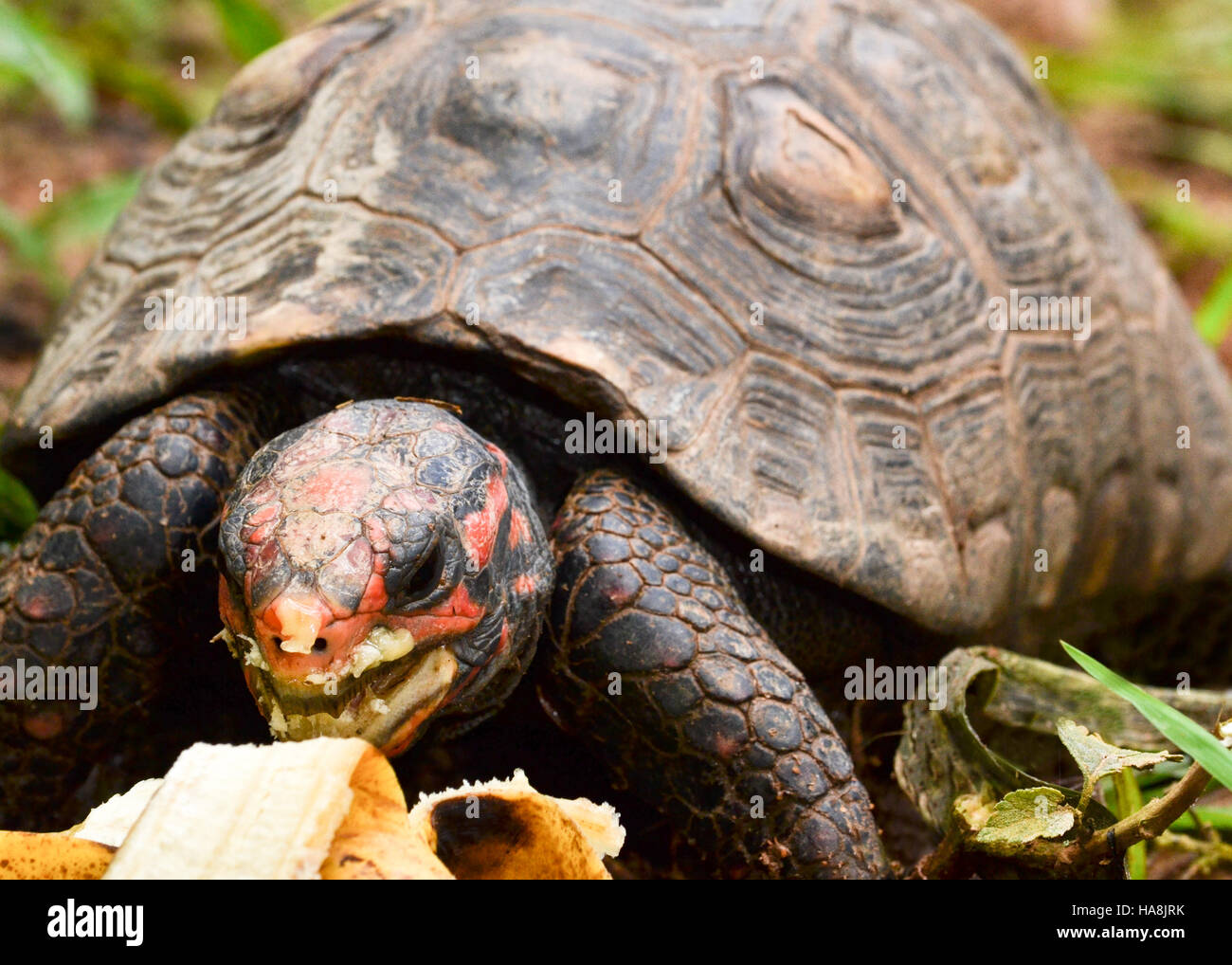 Testudine fotografías e imágenes de alta resolución Alamy Testudine fotografías e imágenes de alta resolución Alamy