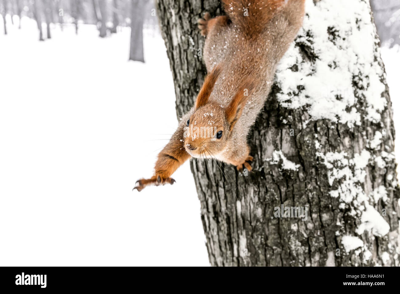 Poco gracioso con ardilla celebrada fuera paw sentados en troncos de árboles nevados Foto de stock