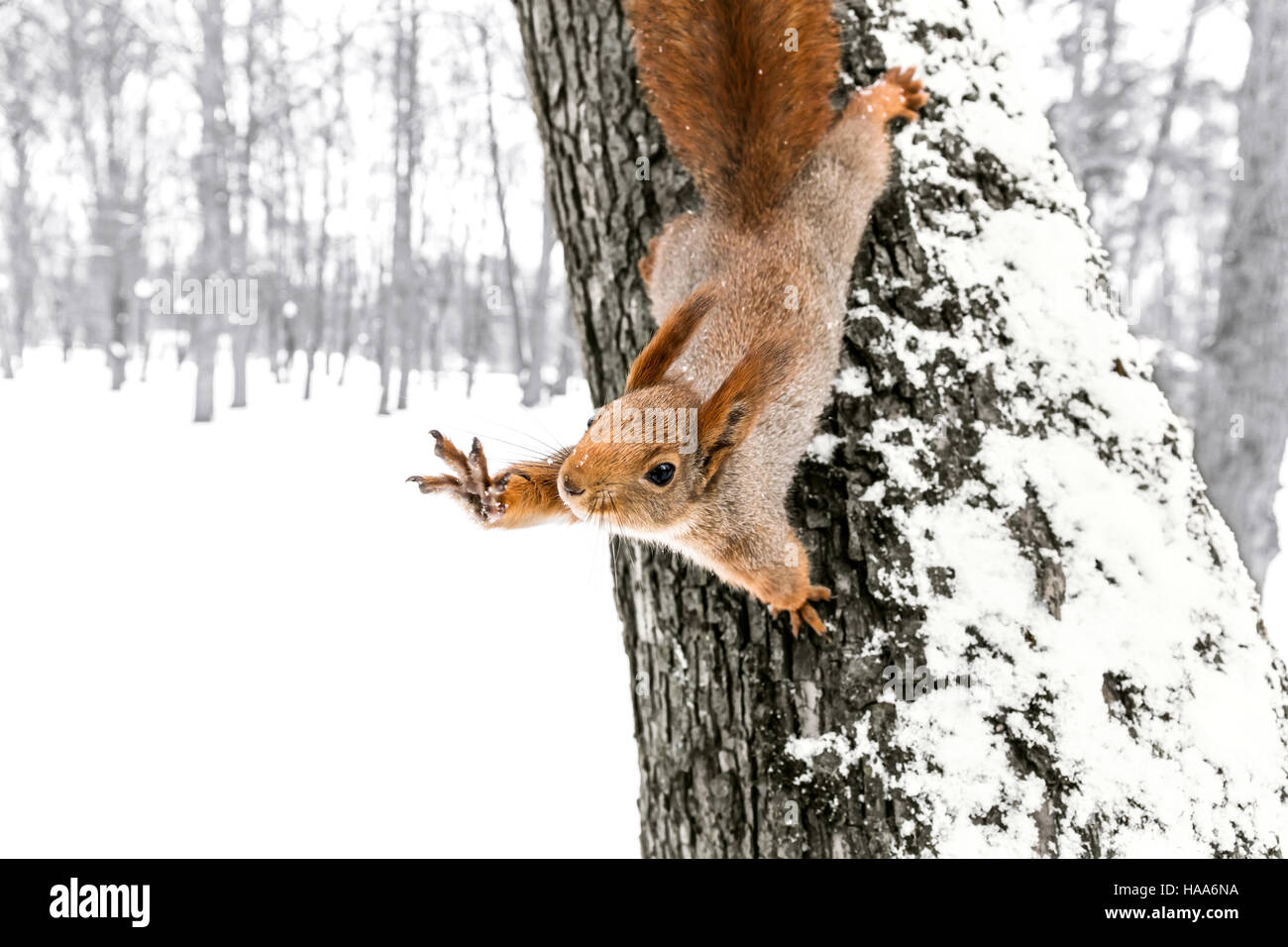 Cute ardilla roja sentada sobre el tronco de árbol en el bosque de invierno con celebrada fuera paw Foto de stock