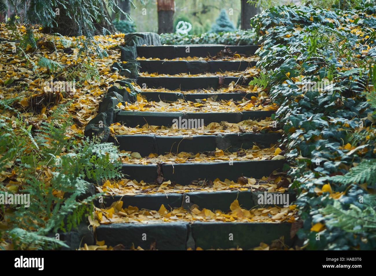 Escalera de piedra cubierto con hojas caídas bordeado por ivy Foto de stock