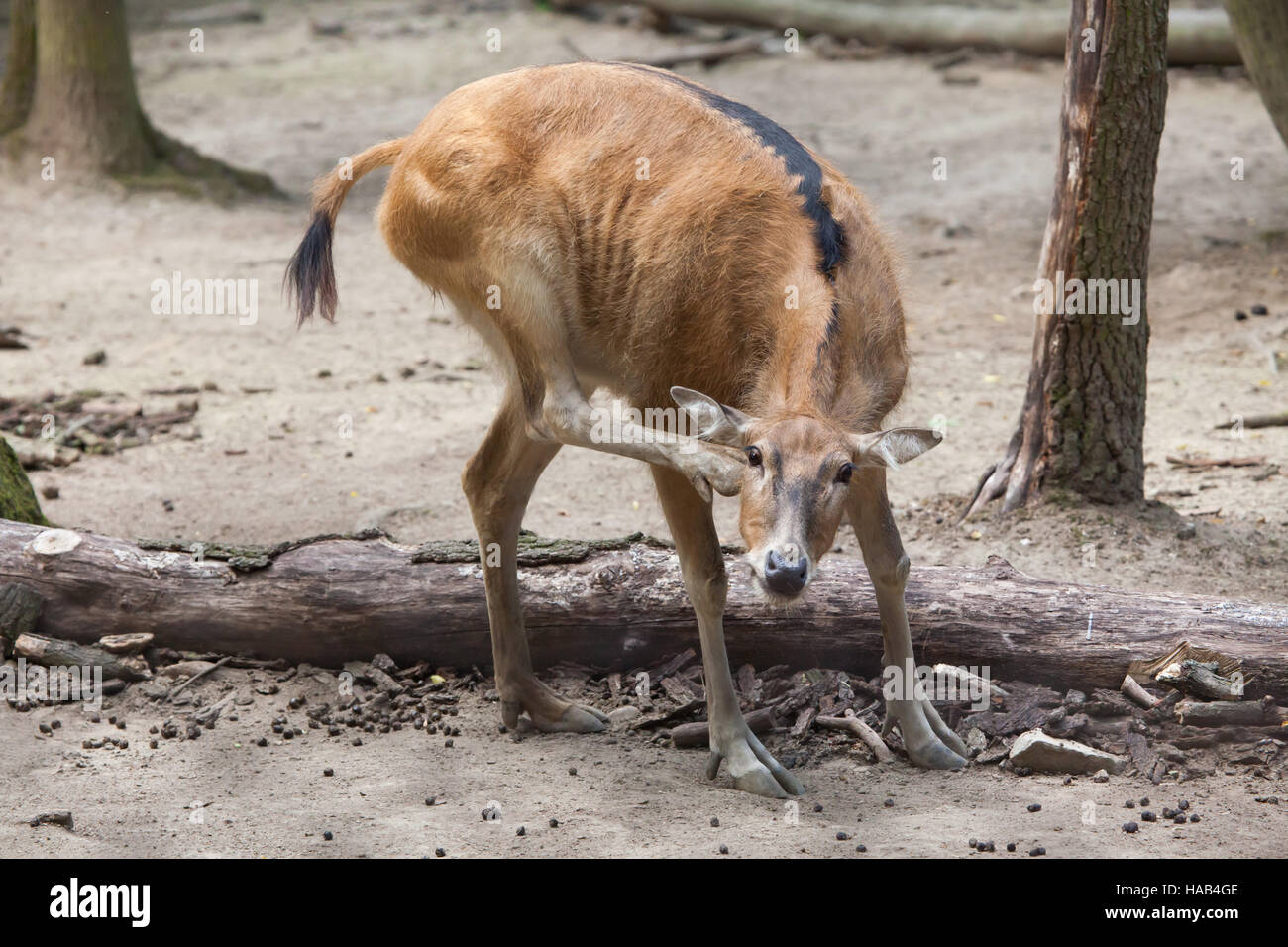 Pere David deer (Elaphurus davidianus), también conocido como el milu. Foto de stock