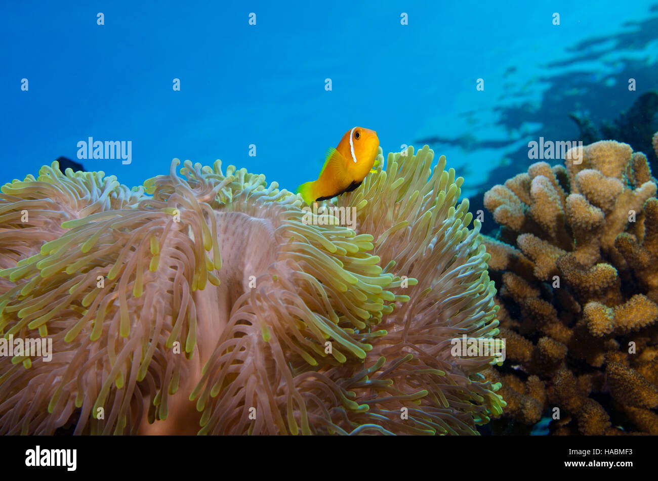 Patas negras, el pez payaso Amphiprion nigripes, albergando en anémona sobre arrecifes de coral en Maldivas Bathala Foto de stock