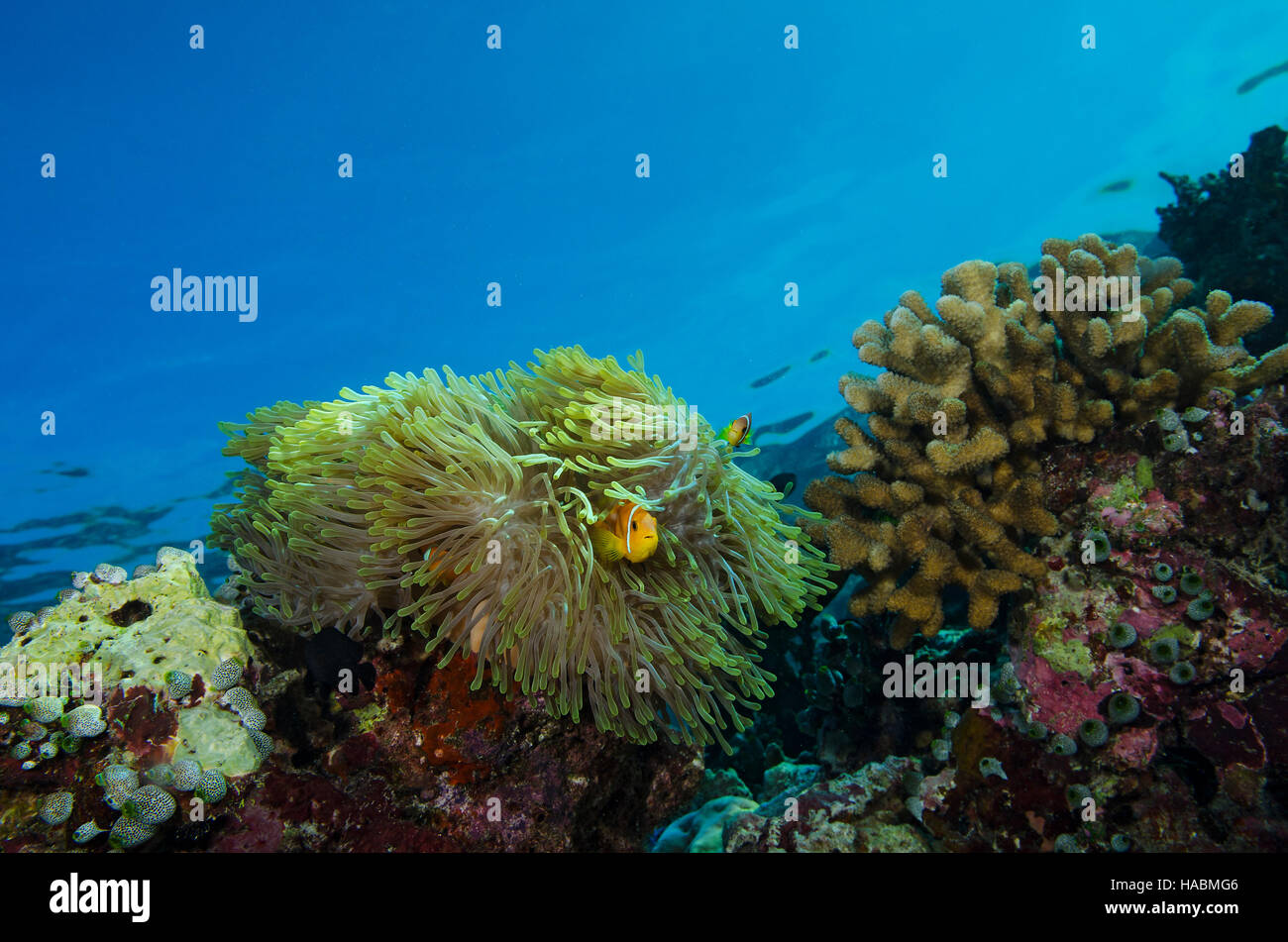 Patas negras, el pez payaso Amphiprion nigripes, albergando en anémona sobre arrecifes de coral en Maldivas Bathala Foto de stock