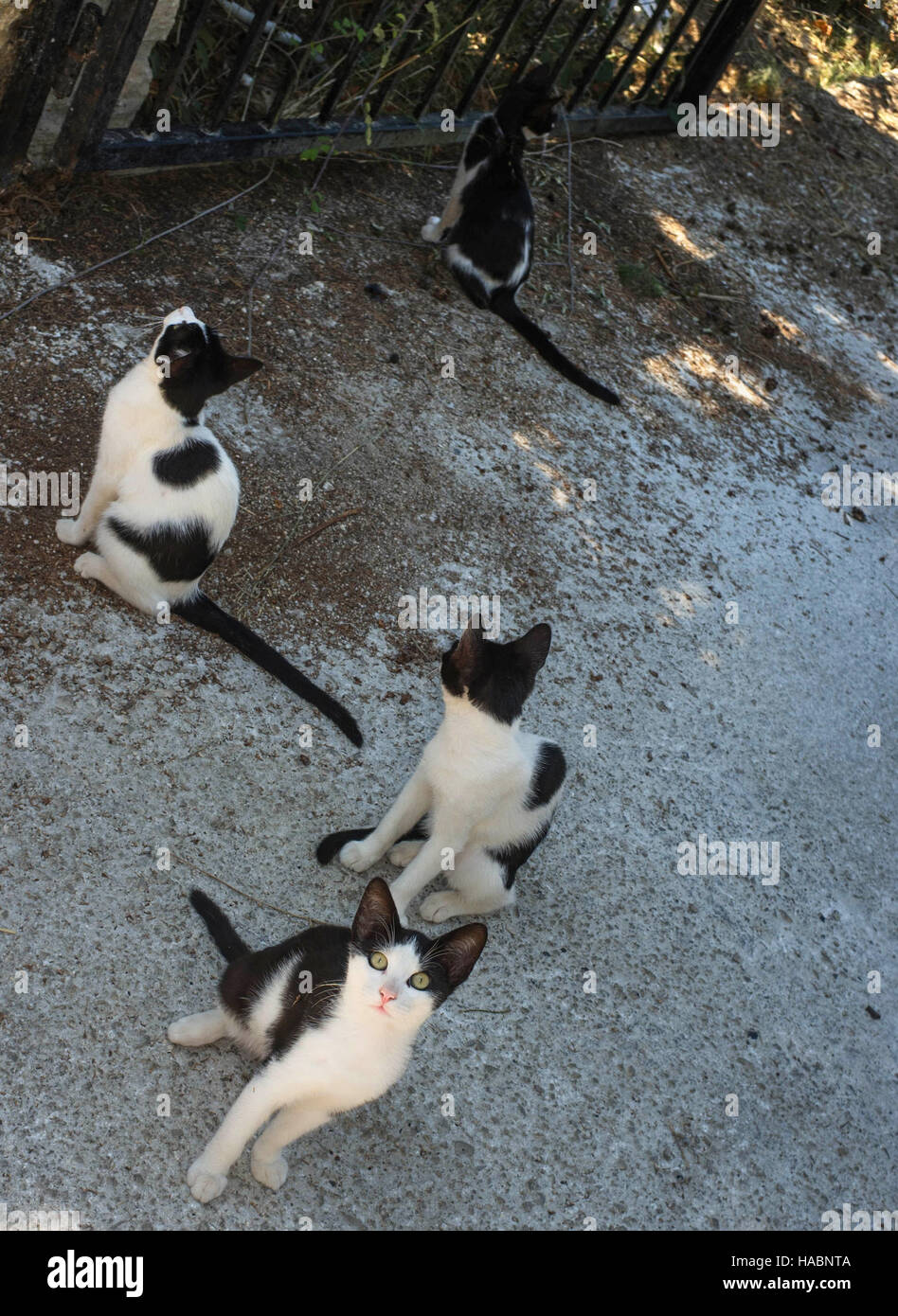 Gatos en Corfú Foto de stock