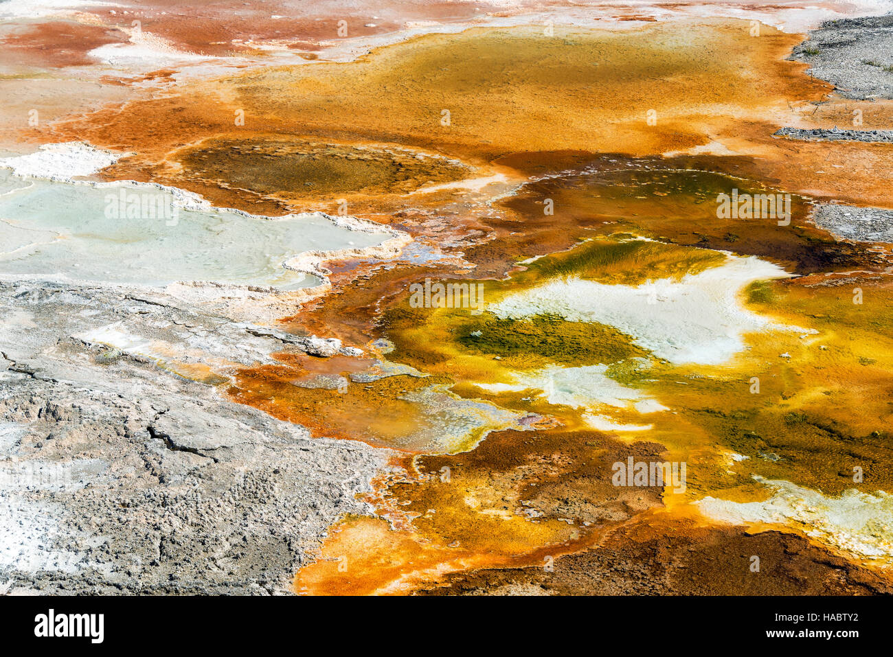 Las bacterias mat en Mammoth Hot Springs en el Parque Nacional de Yellowstone. Foto de stock