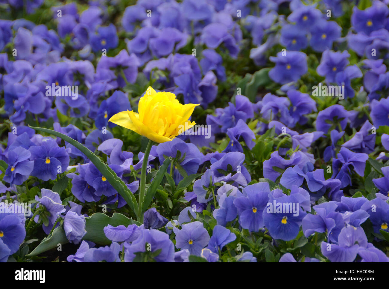 Un tulipán amarillo entre muchas flores violetas Foto de stock
