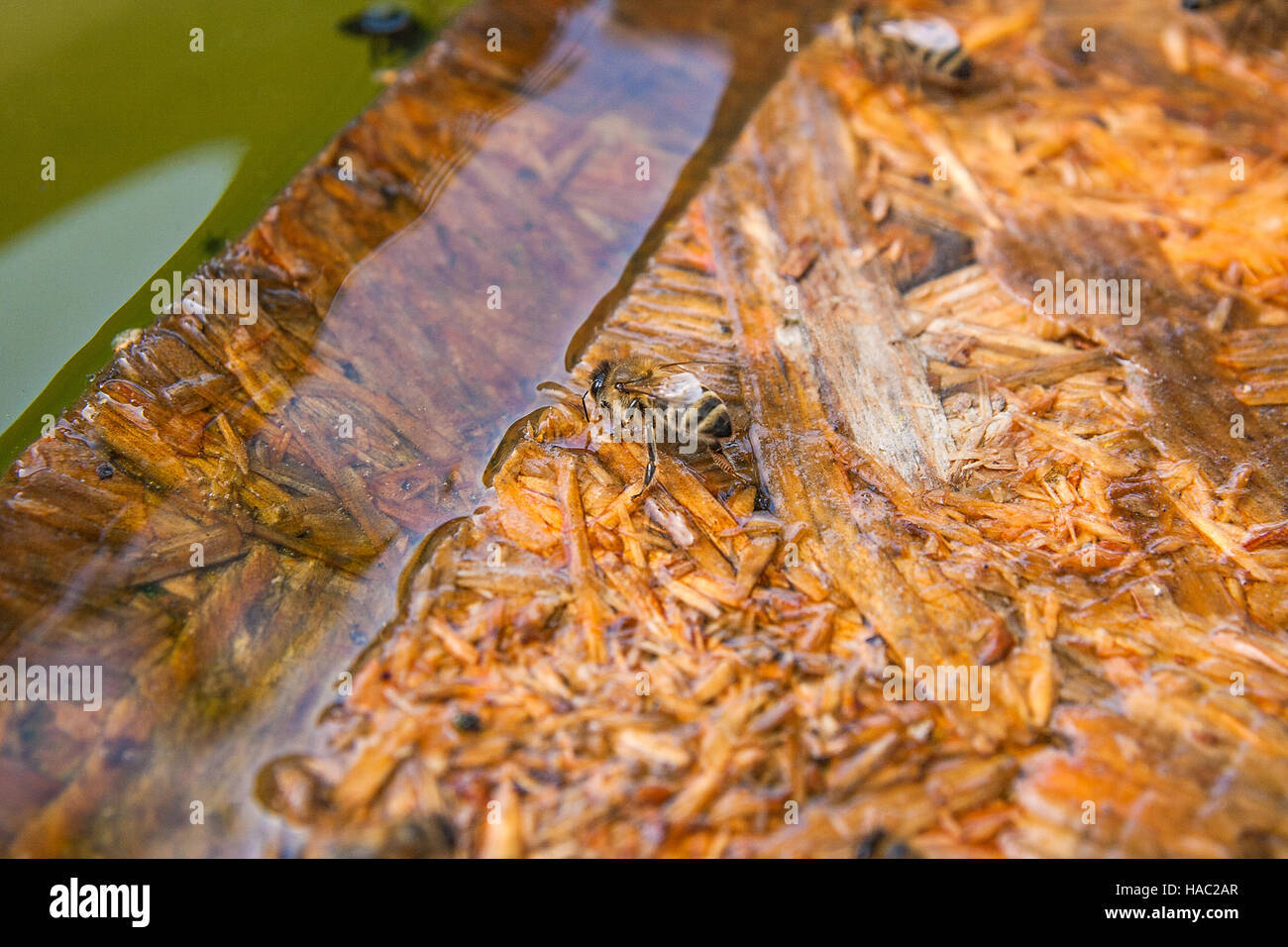 Abejas activas, vista de cerca de las abejas obreras. Plancha de madera flotando en el agua. Las abejas cerca mostrando animales bebiendo agua en época estival. Foto de stock