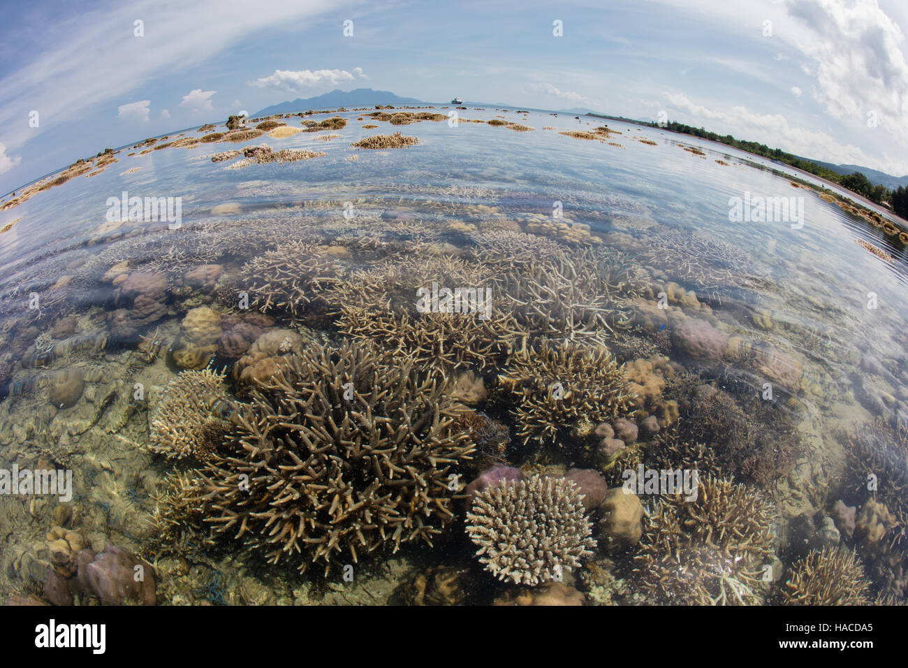 Una marea baja severa expone los corales formadores de arrecifes que crecen a lo largo del borde de Flores, en Indonesia. Foto de stock