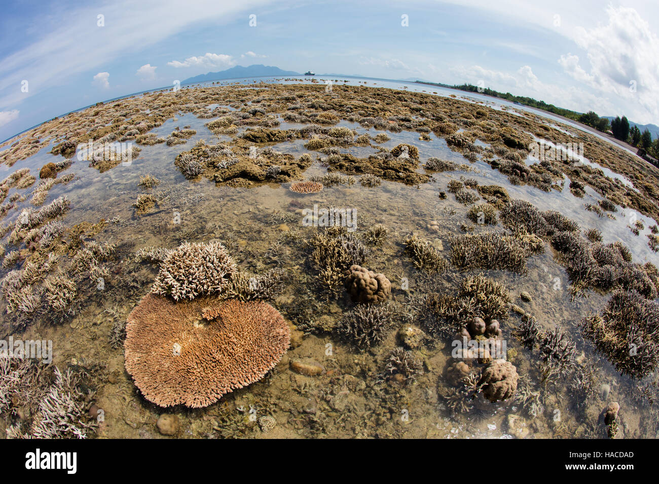 Una marea baja severa expone los corales formadores de arrecifes que crecen a lo largo del borde de Flores, en Indonesia. Foto de stock