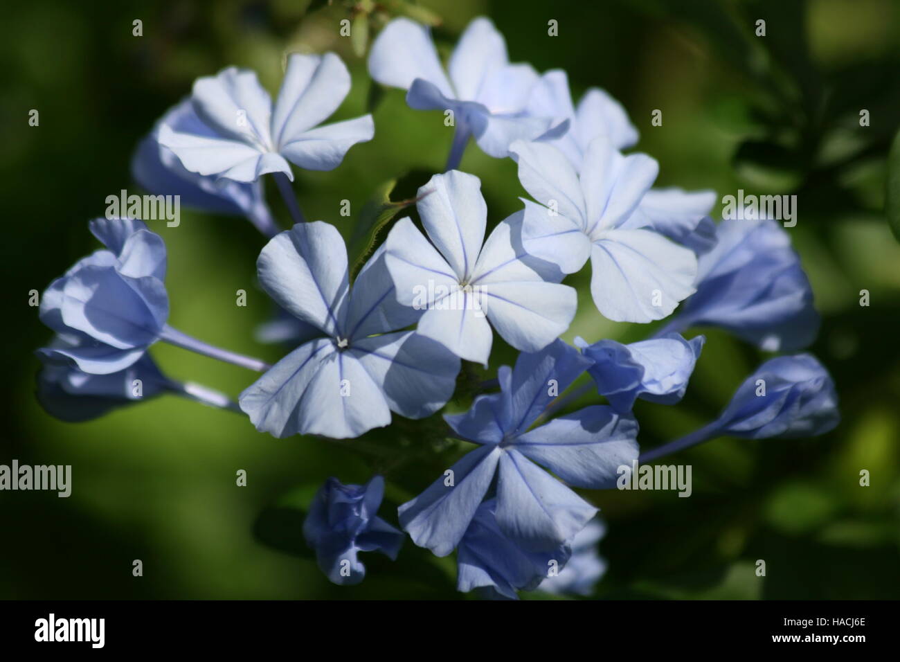 Cerca de flores de color azul pálido Foto de stock