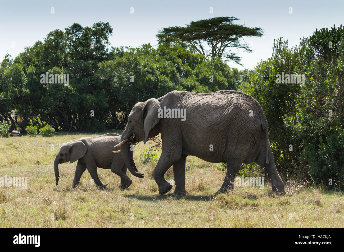 La madre y el bebé elefante africano caminando de la vegetación en la pradera abierta con los jefes y los enlaces abajo y oídos relajado. Foto de stock