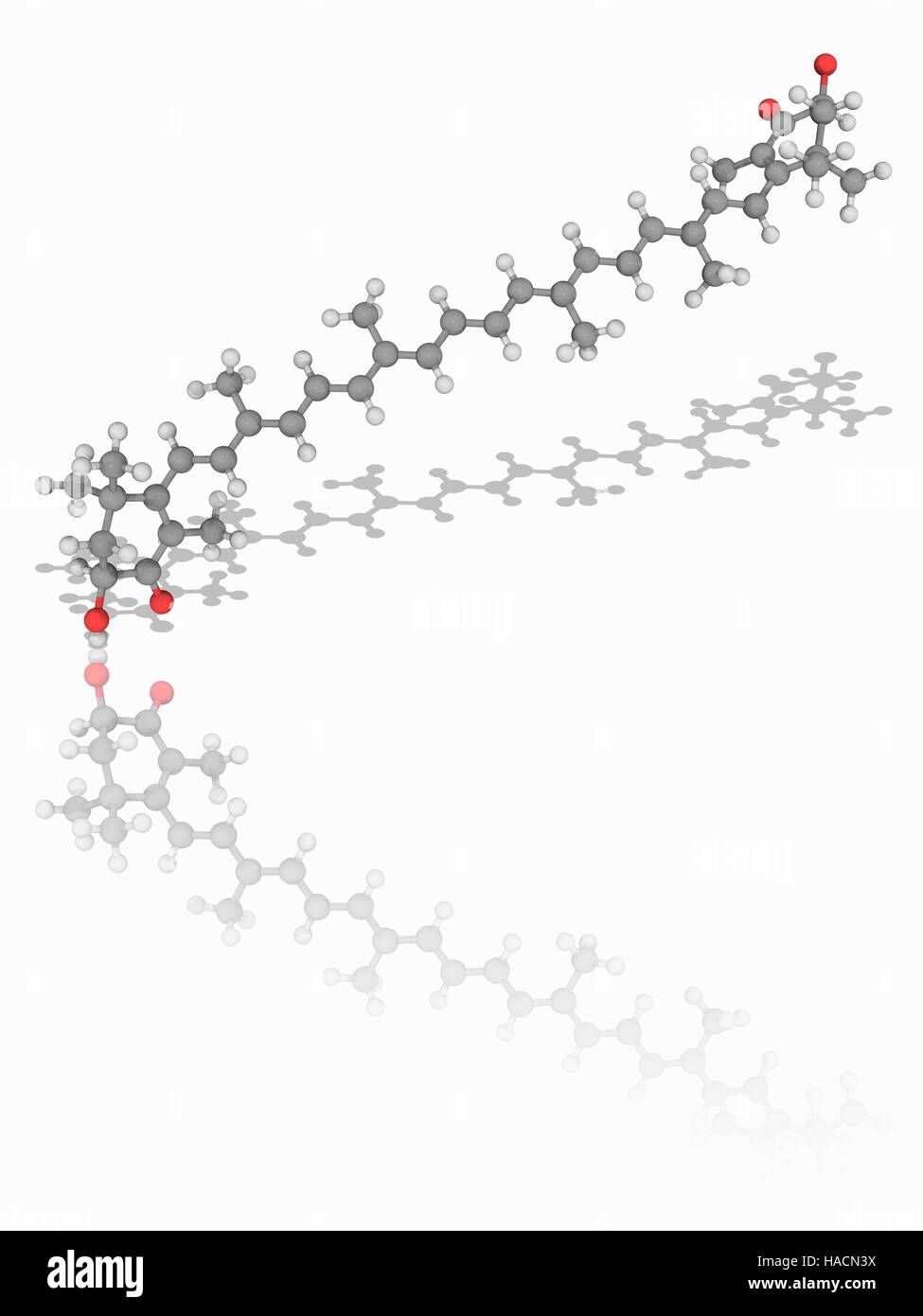 La astaxantina. Modelo molecular de la molécula ceto-carotenoide astaxantina (C40.H52.O4). Un componente nutricional natural, no se convierte en vitamina A en el cuerpo humano. Los átomos son representados como esferas y están codificados por color (gris): carbono, hidrógeno y oxígeno (blanco) (rojo). Ilustración. Foto de stock