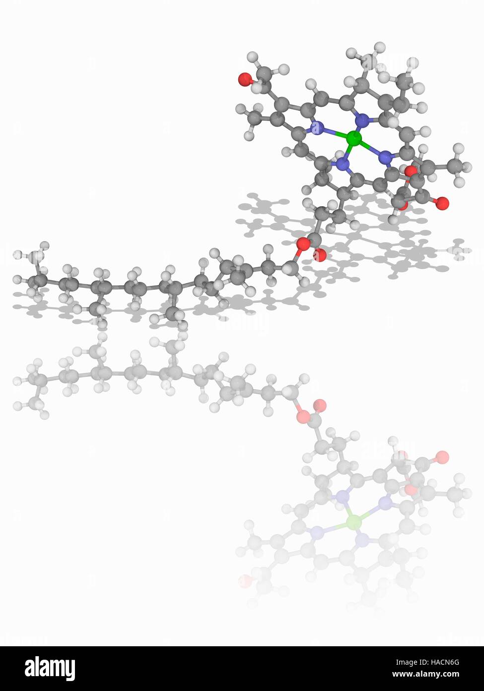 La clorofila B. modelo molecular del pigmento vegetal clorofila B (C55.H70.Mg.N4.O6). Esta molécula tiene un ion magnesio en el centro de un anillo chlorin. Desempeña un papel esencial en la fotosíntesis de las plantas. Los átomos son representados como esferas y están codificados por color (gris): carbono, hidrógeno, nitrógeno (blanco) (azul), el oxígeno (rojo) y magnesio (verde). Ilustración. Foto de stock