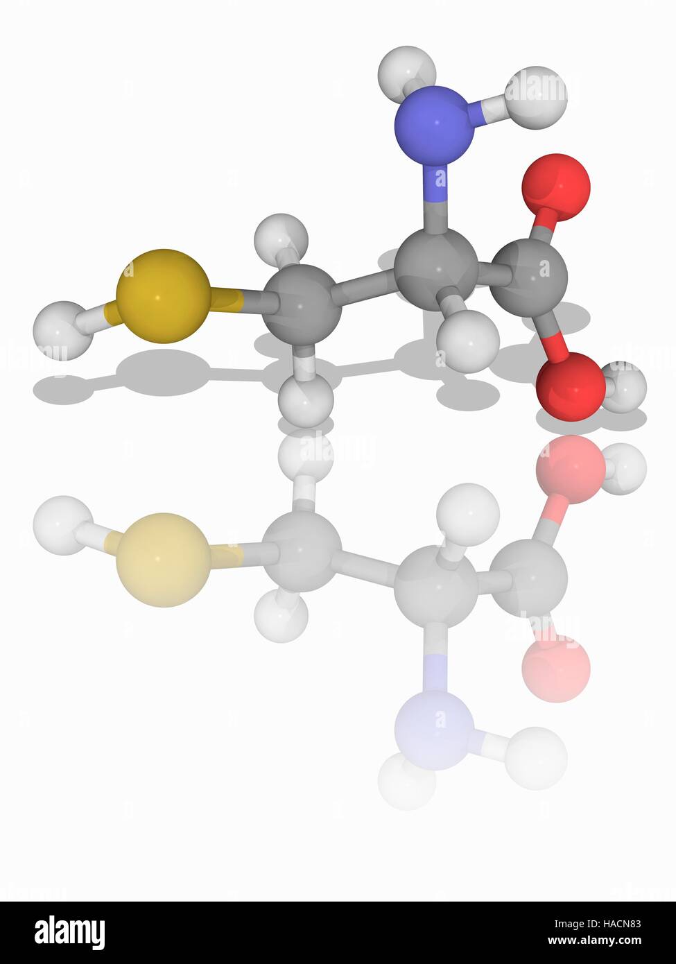La Cisteína. Modelo molecular del aminoácido cisteina (C3.H7.N.O2.S