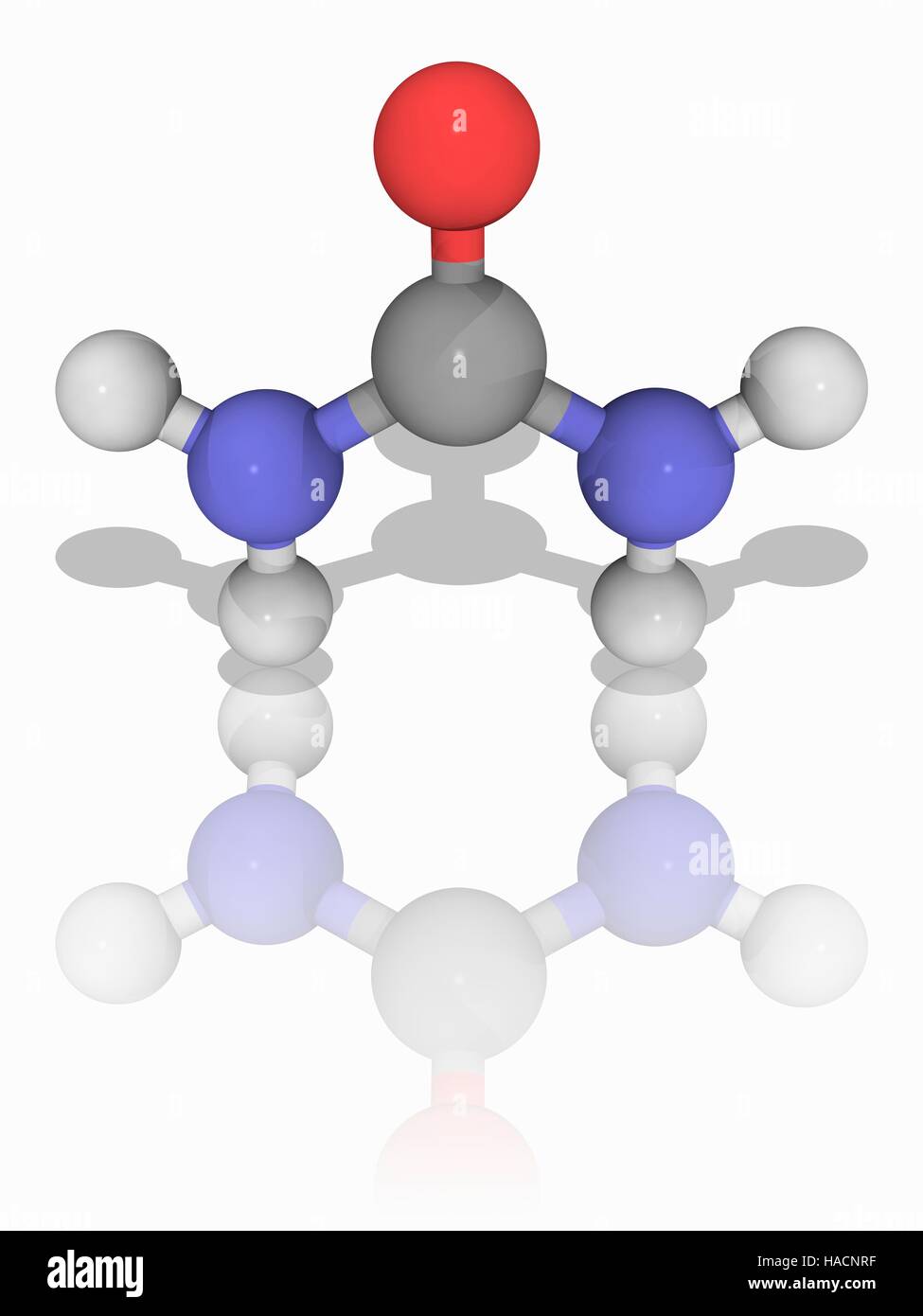 La urea. Modelo molecular del compuesto orgánico urea (.s), que  desempeña un papel importante en el metabolismo de los compuestos que  contienen nitrógeno. Es la principal sustancia que contienen nitrógeno en la