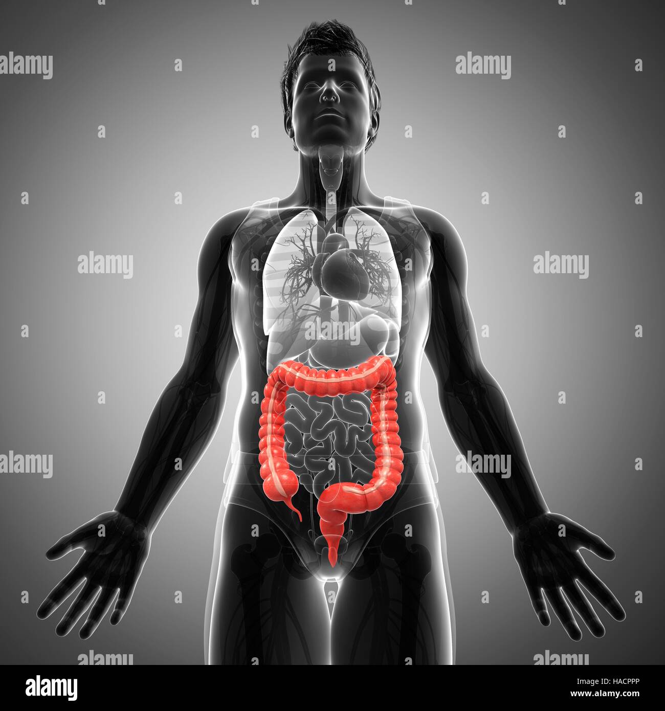 Ilustración masculino de intestino grueso. Foto de stock