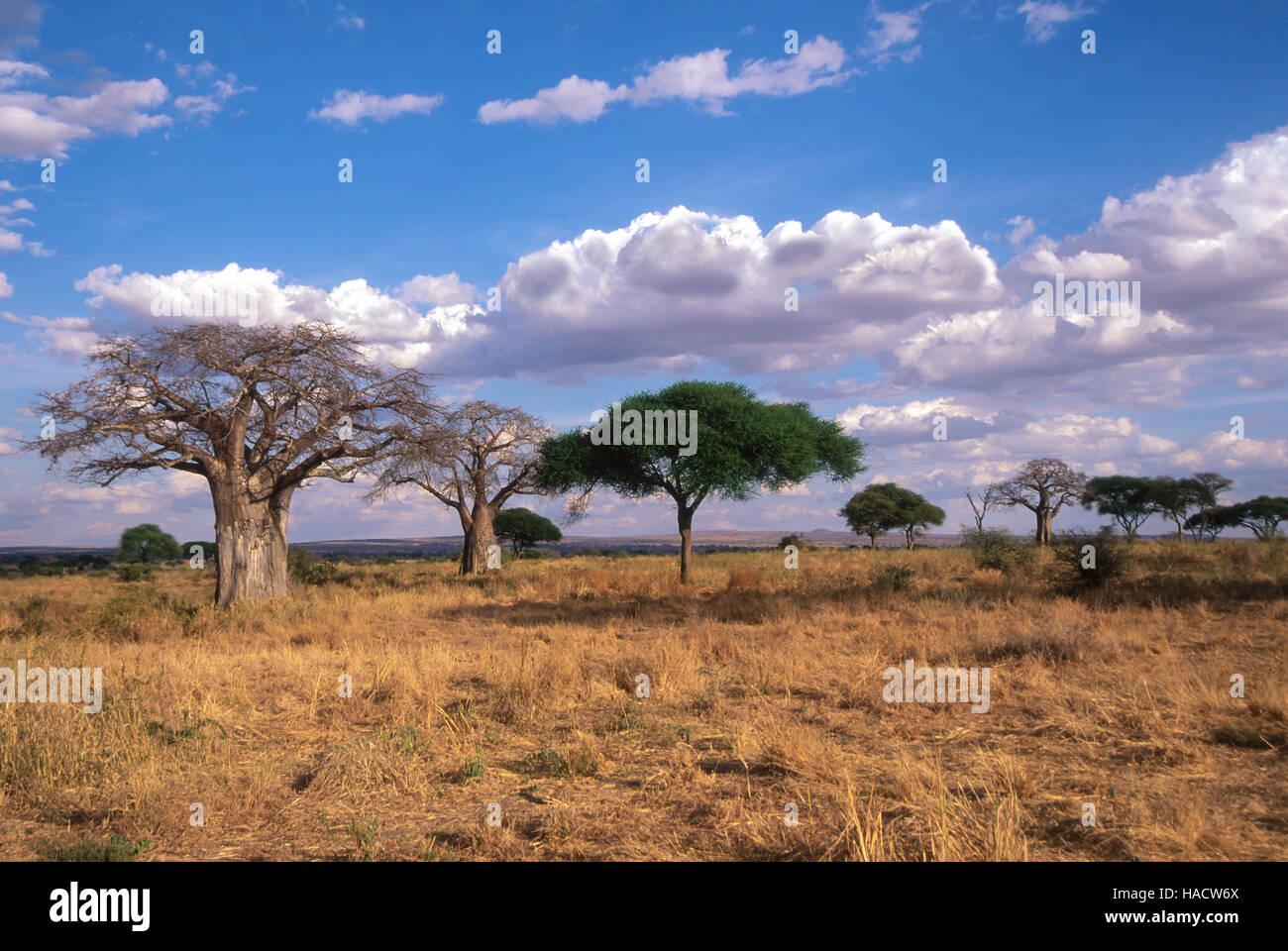 Árboles de baobab (Adansonia digitata) y tall Acacia en sabanas abiertas, Parque Nacional Tarangire, Tanzania Foto de stock