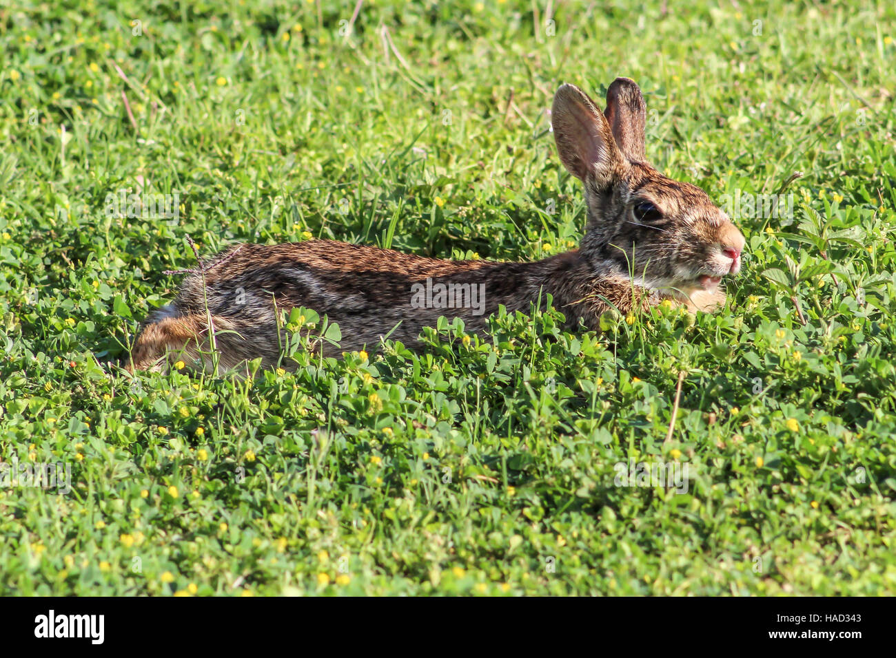 Conejito marrón, relajándose en el trébol, exponiendo a la vista lateral es lindo sobremordida Foto de stock