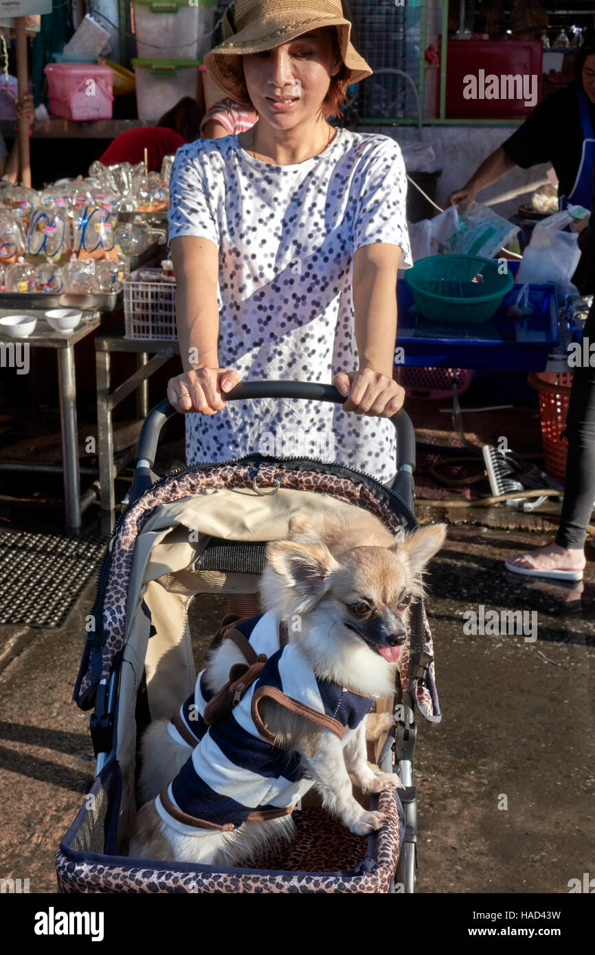 Mujer transportar mascotas perros mimados en un cochecito infantil. Tailandia S. E. Asia Foto de stock