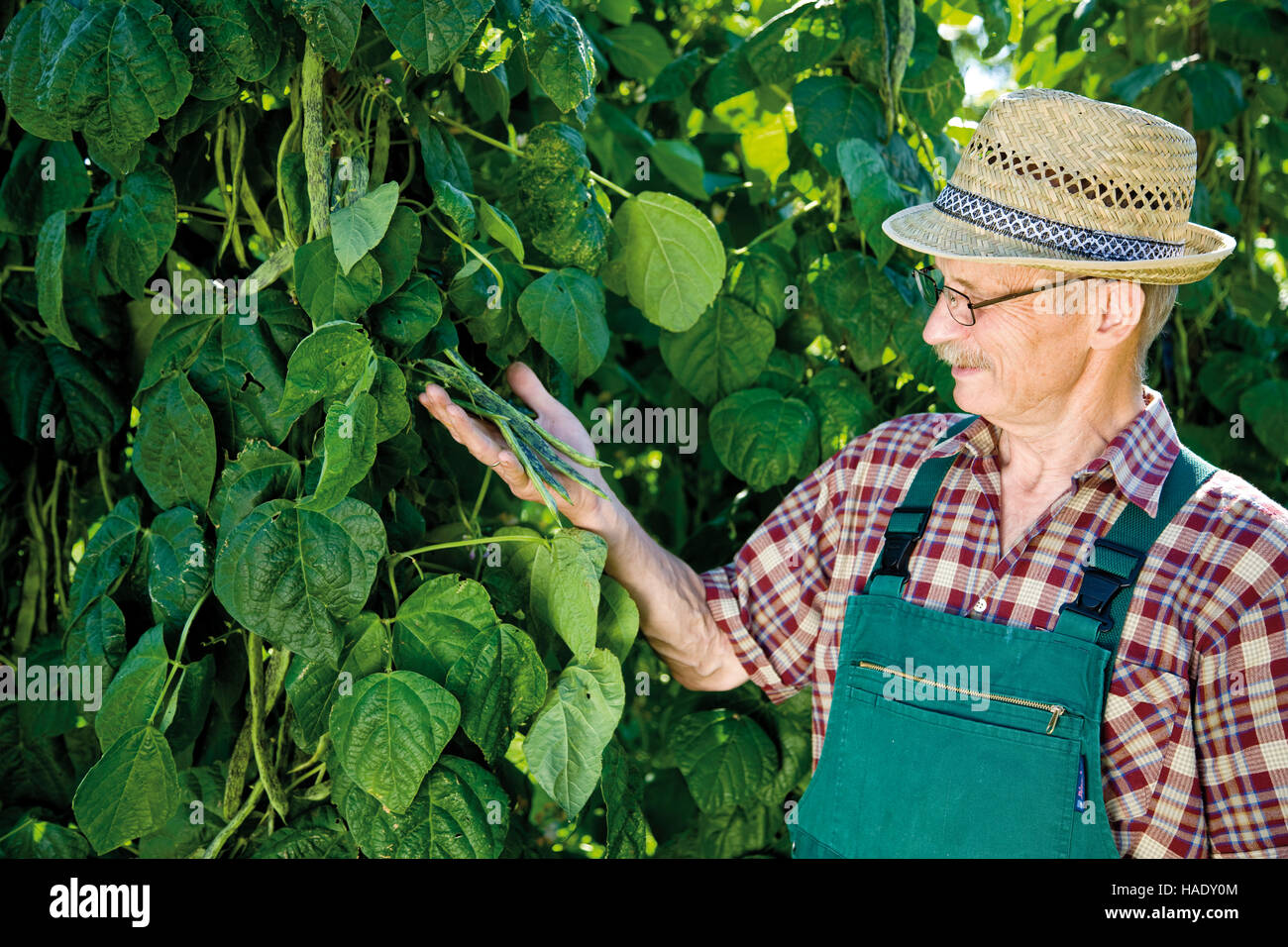 Orgulloso jardinero cosechando habichuelas Foto de stock