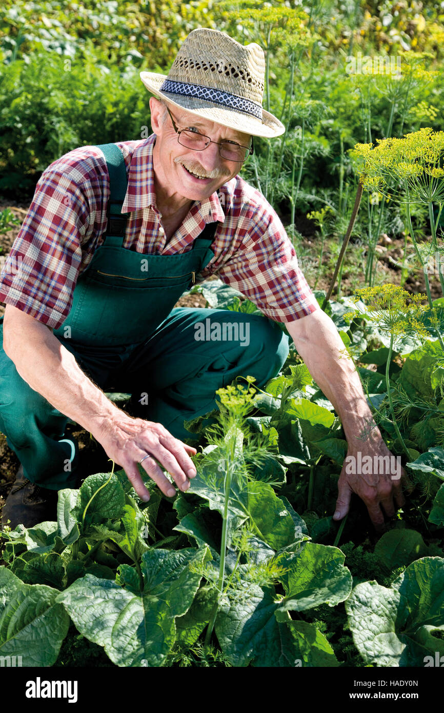 Orgulloso jardinero cosechando vegetales Foto de stock