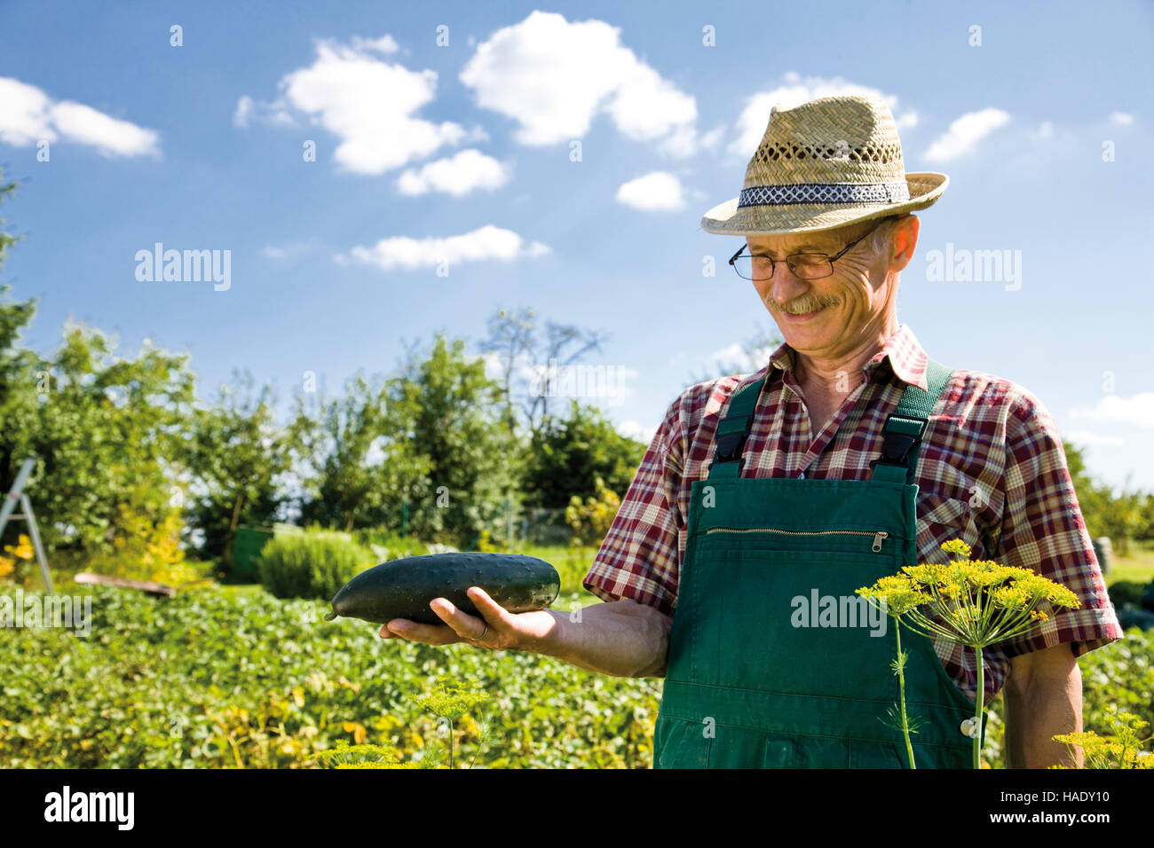 Orgulloso jardinero cosechando vegetales, sosteniendo un pepino en sus manos Foto de stock