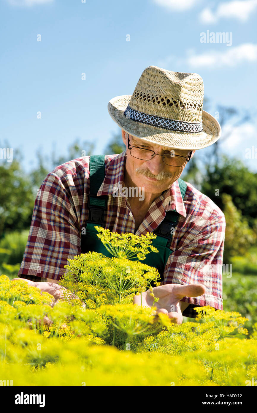 Orgulloso jardinero en frente de floración eneldo parche Foto de stock