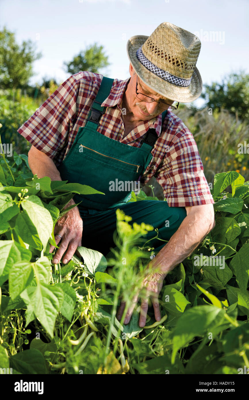 Jardinero en frente de su parche de Bush frijoles Foto de stock