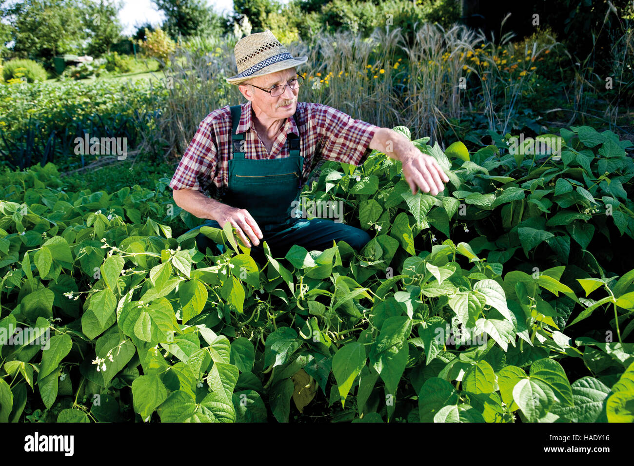 Jardinero en frente de su parche de Bush frijoles Foto de stock