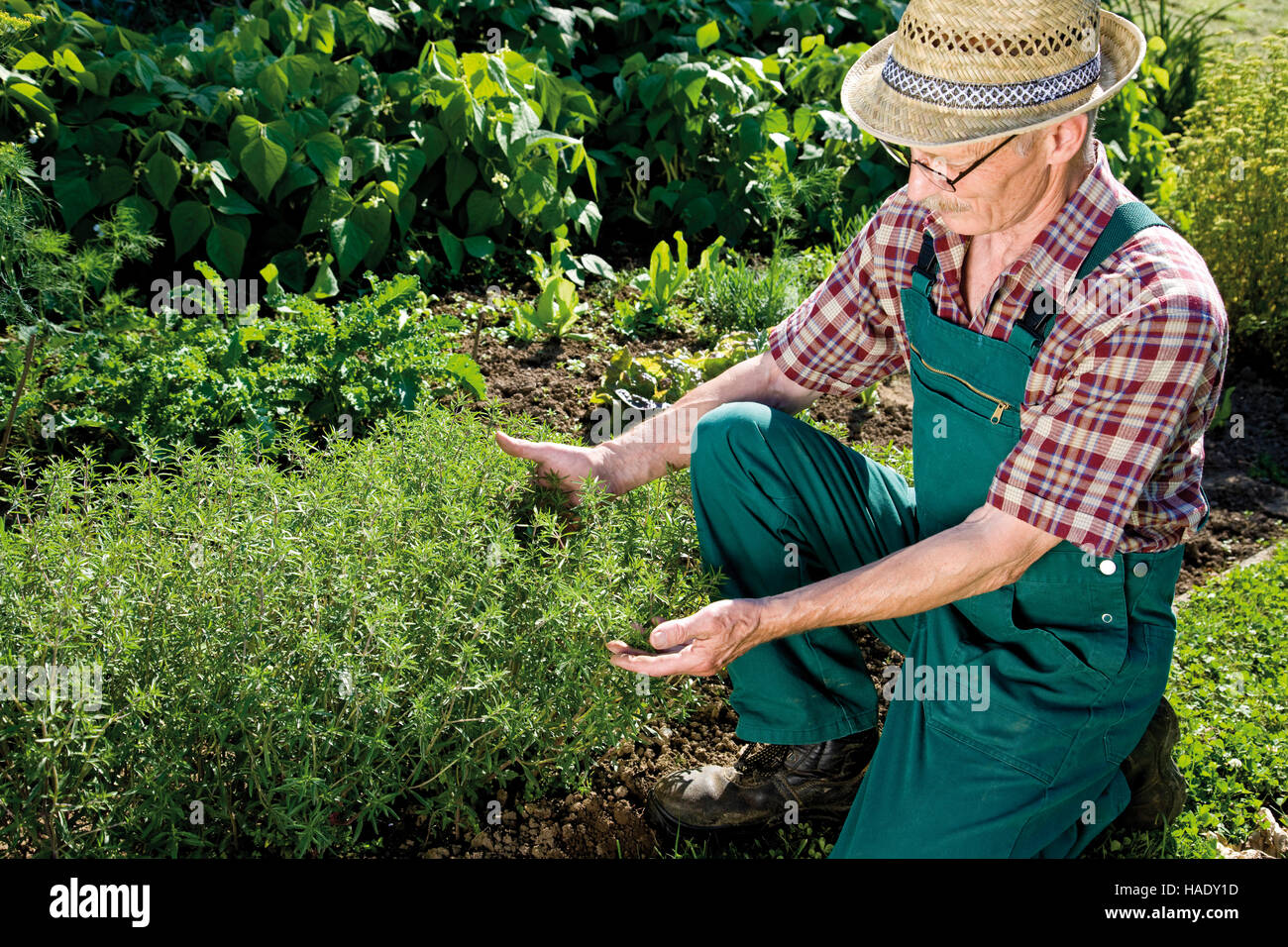 Jardinero en frente de su sabrosa parche Foto de stock