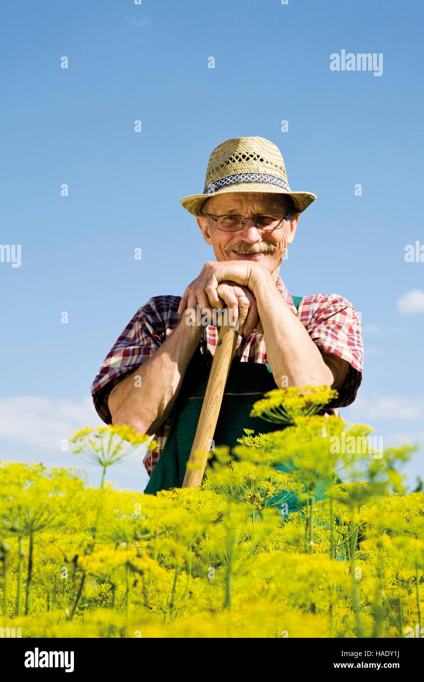 Orgulloso jardinero en frente de su parche de eneldo blossoms Foto de stock