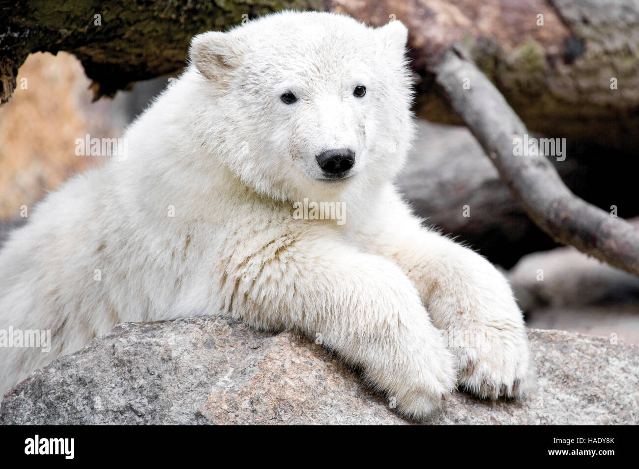 El oso polar Knut en el Zoo de Berlín Foto de stock