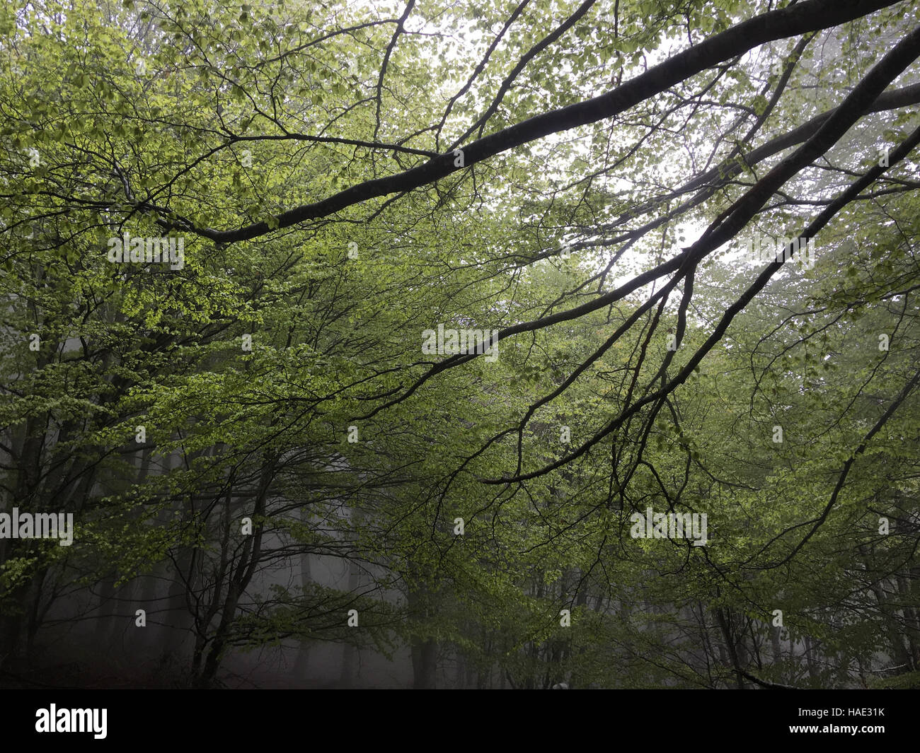 Bosque de hayas. Las hojas verdes. Antecedentes. La niebla. Ramas de árbol Foto de stock