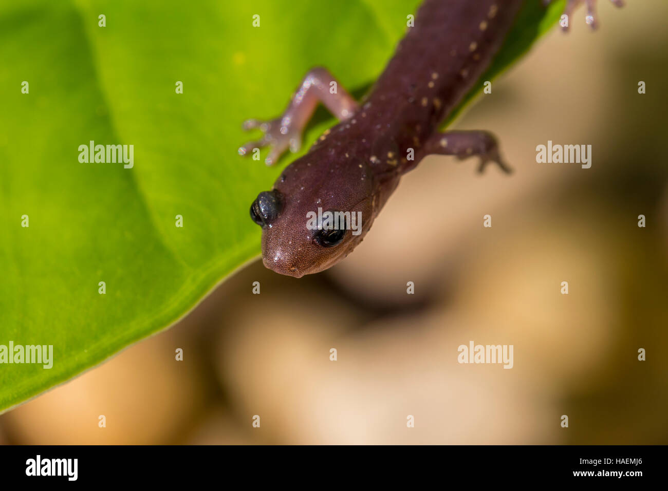 Arbórea, Salamandra Aneides lugubris, Ciudad de Novato, Marin County, California Foto de stock