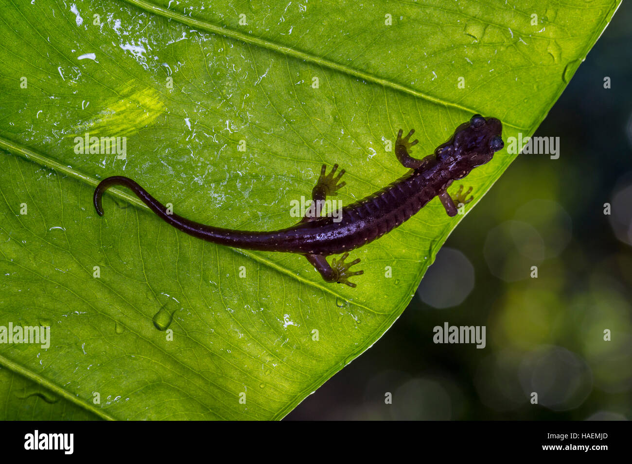 Arbórea, Salamandra Aneides lugubris, Ciudad de Novato, Marin County, California Foto de stock