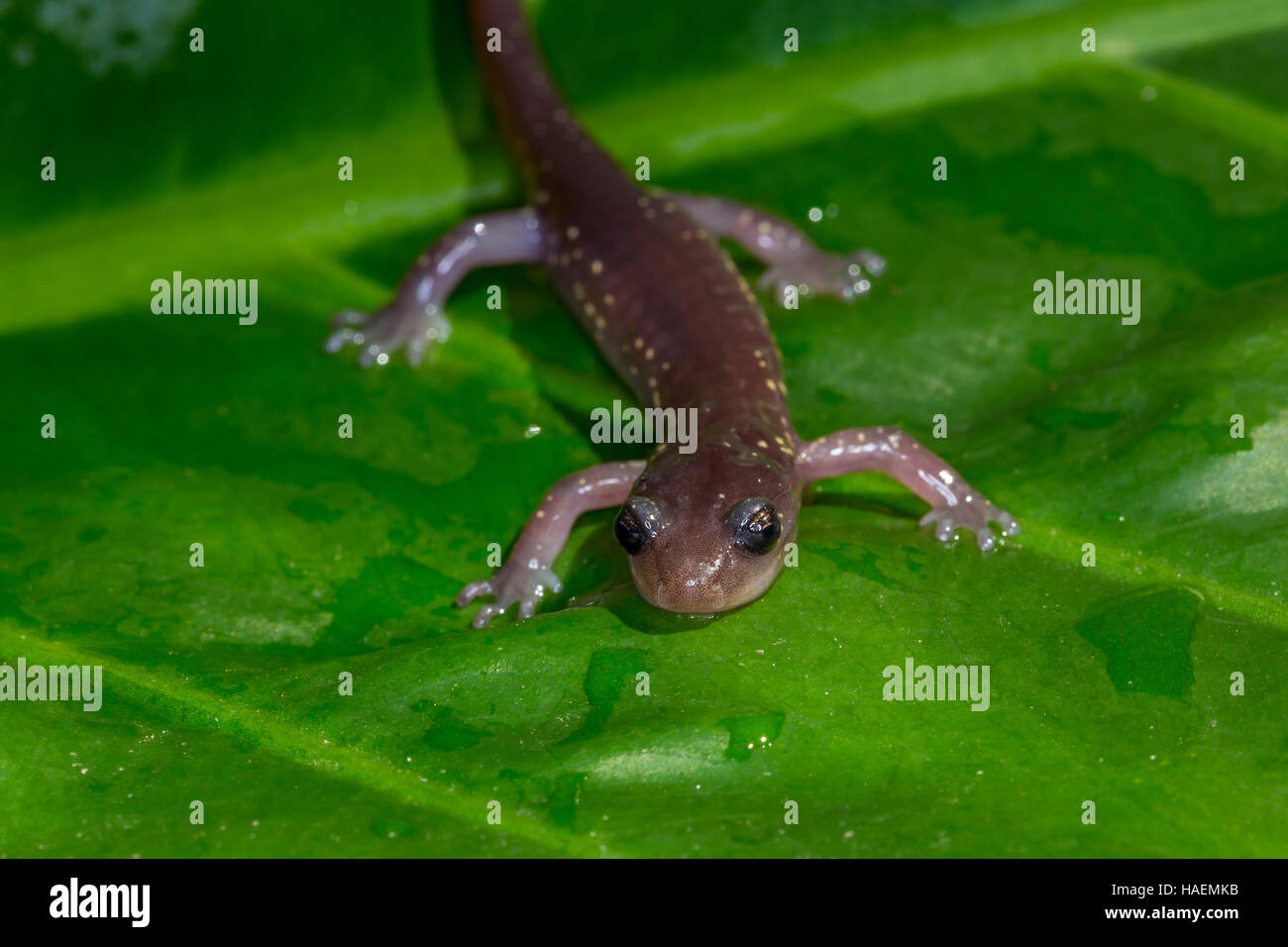 Arbórea, Salamandra Aneides lugubris, Ciudad de Novato, Marin County, California Foto de stock