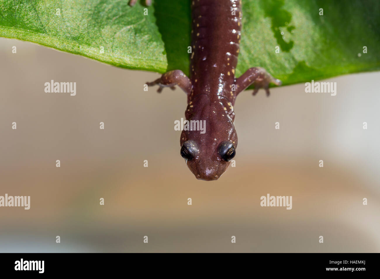 Arbórea, Salamandra Aneides lugubris, Ciudad de Novato, Marin County, California Foto de stock