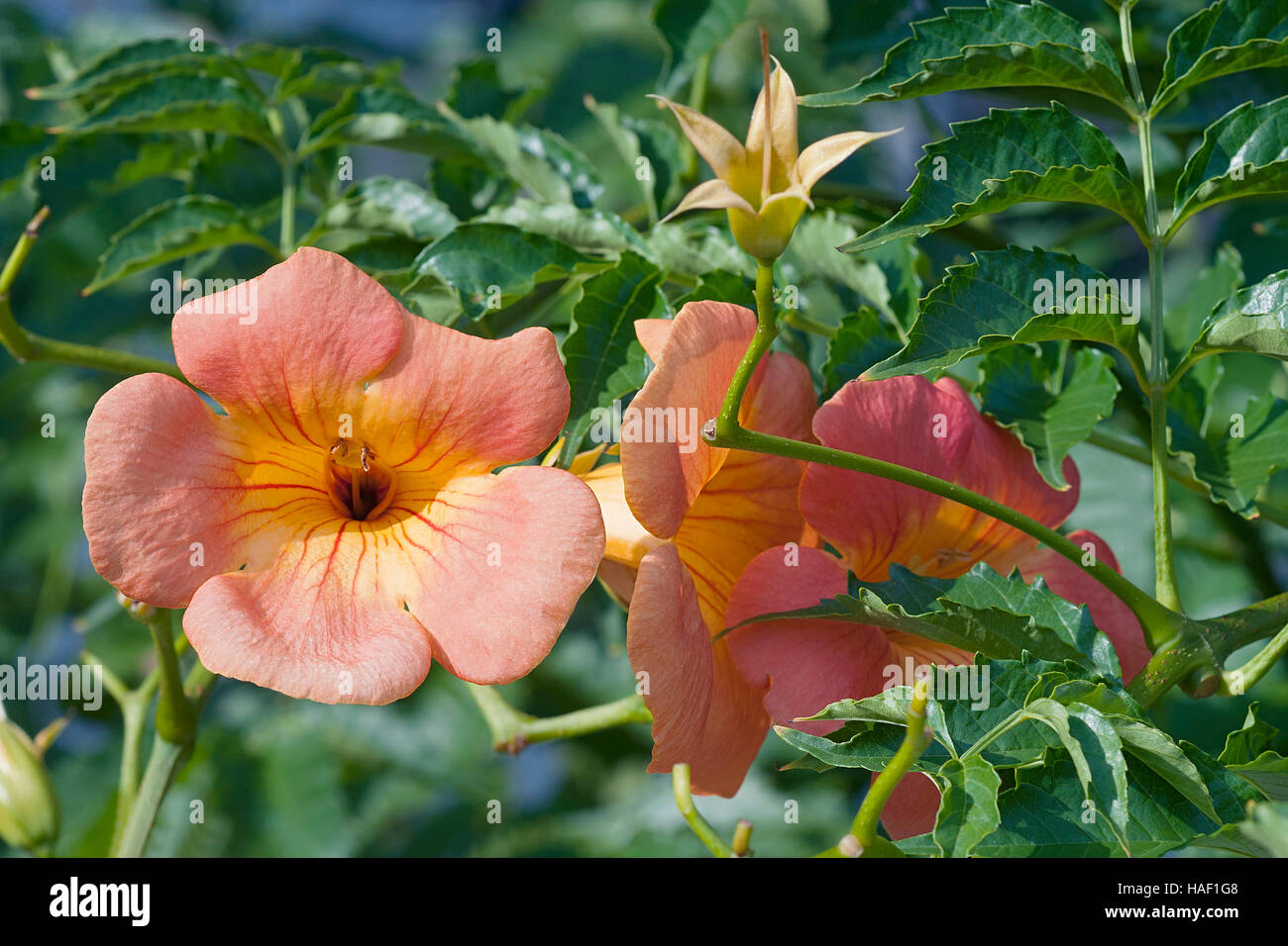Trompeta china flores de vid Fotografía de stock - Alamy